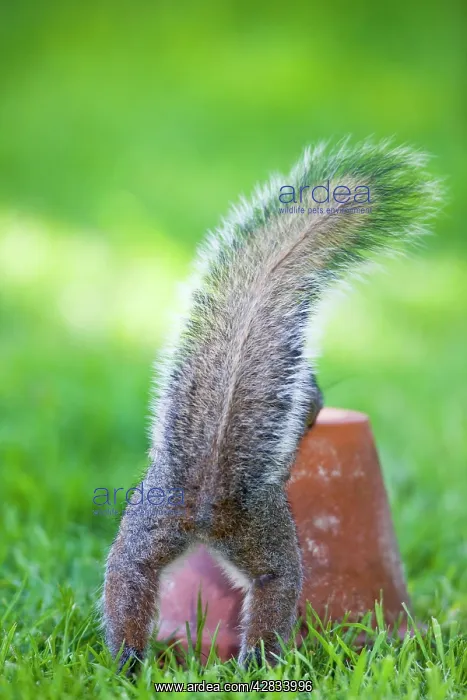 : Grey Squirrel With tail erect : Grey Squirrel With tail erect