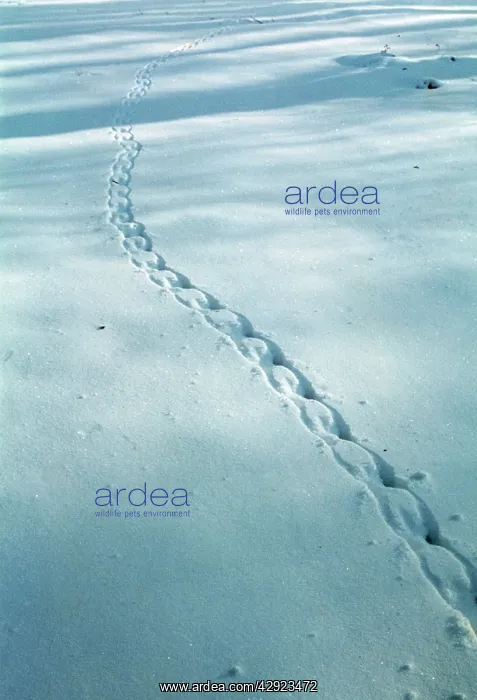 : GREY SQUIRREL TRACKS IN SNOW : GREY SQUIRREL TRACKS IN SNOW