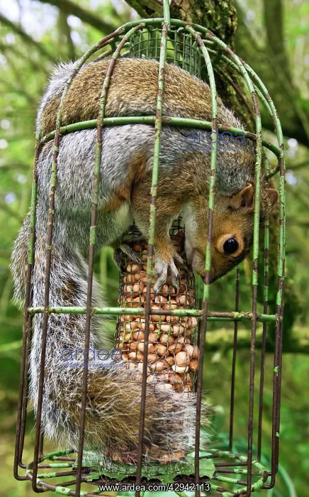 : Grey Squirrel trapped inside a squirrel proof bird feeder : Grey Squirrel trapped inside a squirrel proof bird feeder