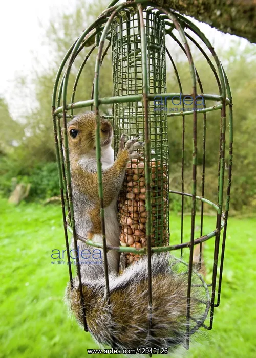 : Grey Squirrel trapped inside a squirrel proof bird feeder : Grey Squirrel trapped inside a squirrel proof bird feeder