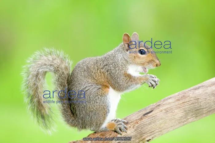 : Grey Squirrel On tree branch : Grey Squirrel On tree branch