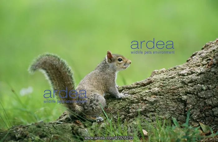 : GREY SQUIRREL - on tree root : GREY SQUIRREL - on tree root
