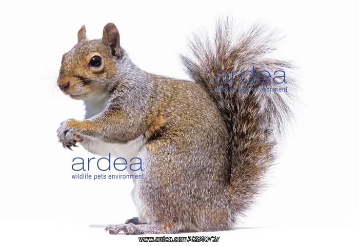 : Grey SQUIRREL - side view, sitting : Grey SQUIRREL - side view, sitting