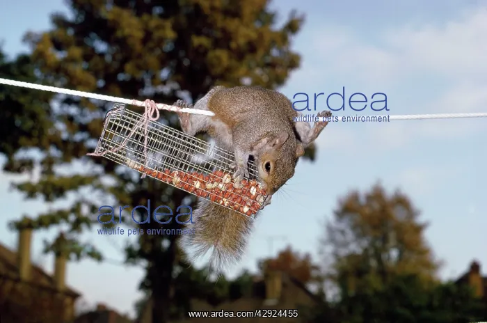 : GREY SQUIRREL - On washing line robbing peanuts : GREY SQUIRREL - On washing line robbing peanuts
