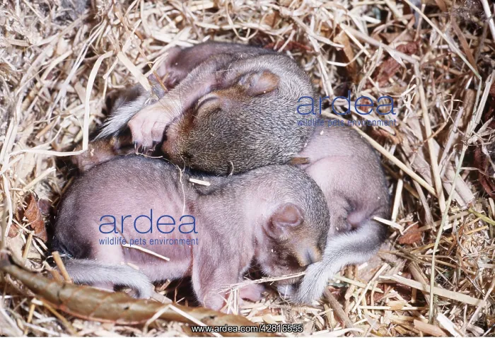 : GREY SQUIRREL - two week old babies, in semi hairless state : GREY SQUIRREL - two week old babies, in semi hairless state