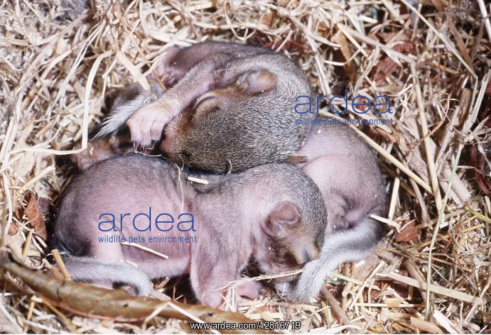 : GREY SQUIRREL - two week old babies, in semi hairless state : GREY SQUIRREL - two week old babies, in semi hairless state