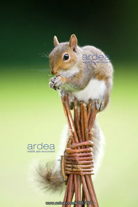 : Grey Squirrel - on top of wicker garden support : Grey Squirrel - on top of wicker garden support