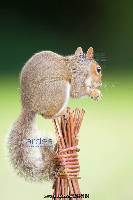 : Grey Squirrel - on top of wicker garden support : Grey Squirrel - on top of wicker garden support