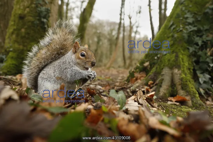 : Grey Squirrel - Wide Angle - Cornwall - UK : Grey Squirrel - Wide Angle - Cornwall - UK