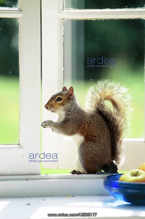 : Grey SQUIRREL - On windowsill : Grey SQUIRREL - On windowsill