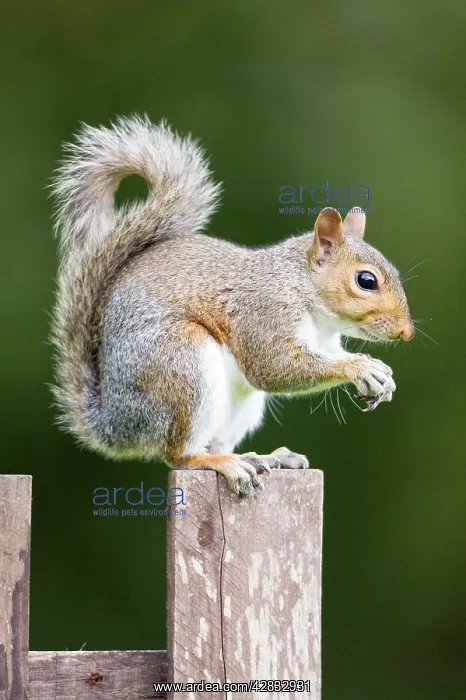  : Grey Squirrel on wooden fence