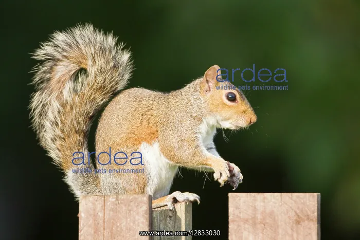 : Grey Squirrel on wooden fence : Grey Squirrel on wooden fence