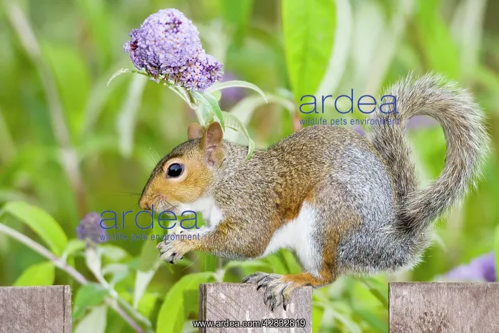 : Grey Squirrel on wooden fence with Buddleia behind : Grey Squirrel on wooden fence with Buddleia behind
