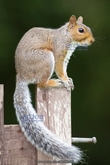 : Grey Squirrel on wooden gate : Grey Squirrel on wooden gate