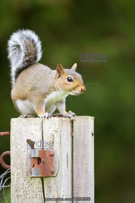  : Grey Squirrel on wooden gate post
