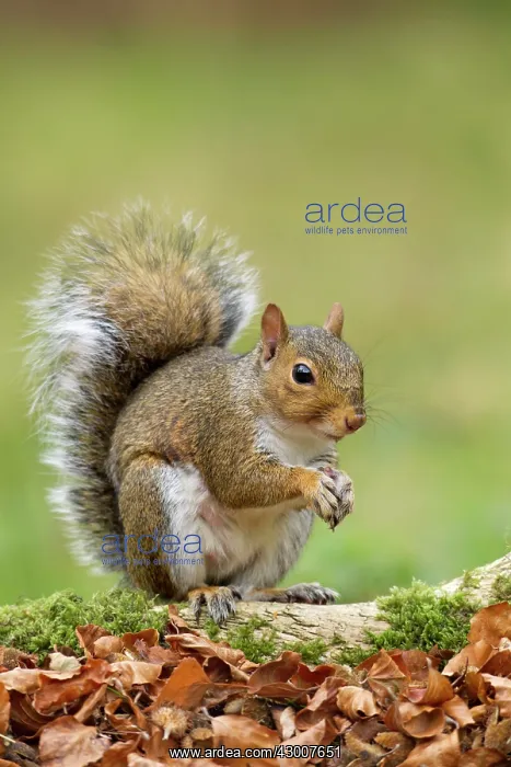 : Grey Squirrel on woodland floor October : Grey Squirrel on woodland floor October