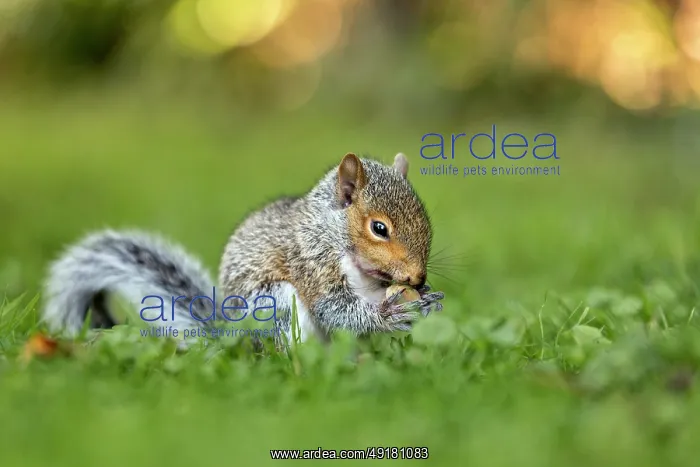  : Grey Squirrel - Young - With Nut - UK