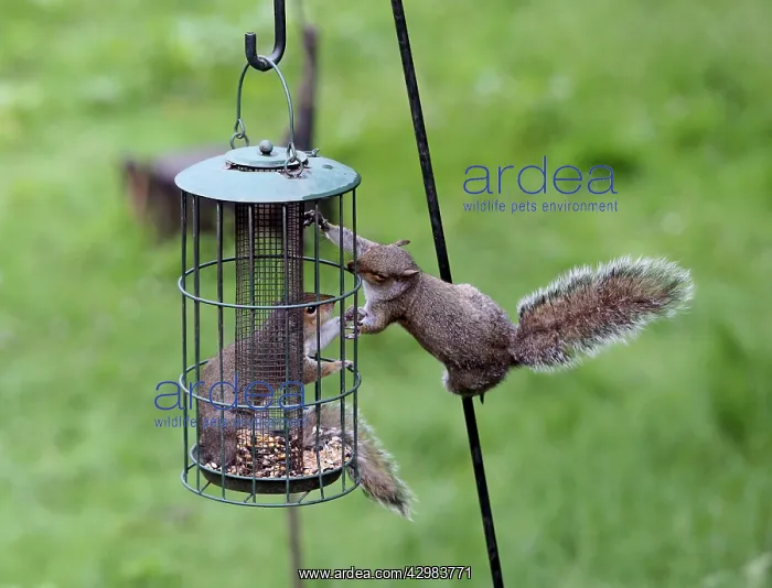 : Grey Squirrels : Grey Squirrels