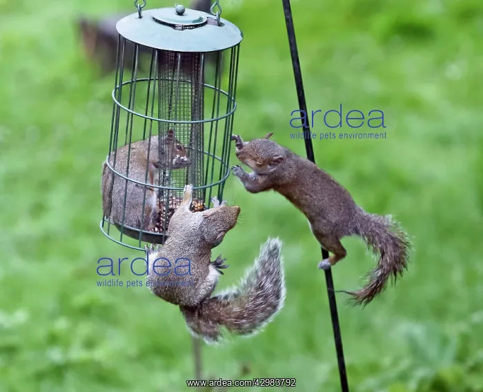 : Grey Squirrels : Grey Squirrels