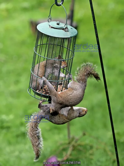 : Grey Squirrels : Grey Squirrels