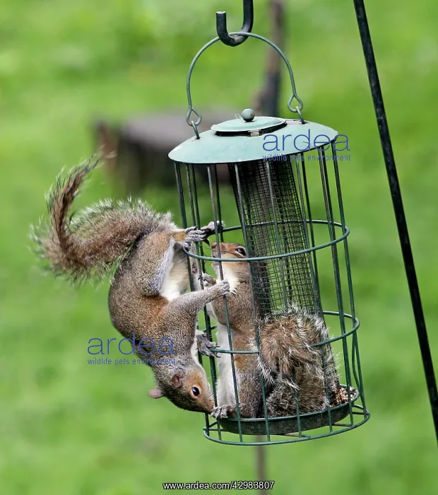 : Grey Squirrels : Grey Squirrels