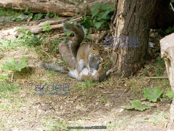 : Grey Squirrels having a fight on ground then continued : Grey Squirrels having a fight on ground then continued