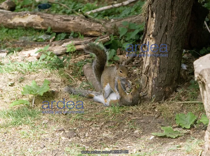 : Grey Squirrels having a fight on ground then continued : Grey Squirrels having a fight on ground then continued