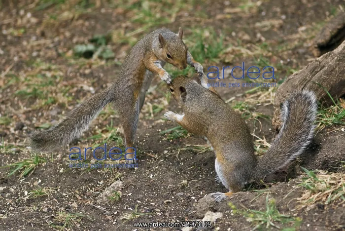 : Grey Squirrels having a fight on ground then continued : Grey Squirrels having a fight on ground then continued