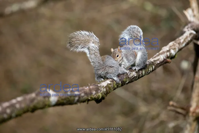  : Grey Squirrels - Interaction - UK
