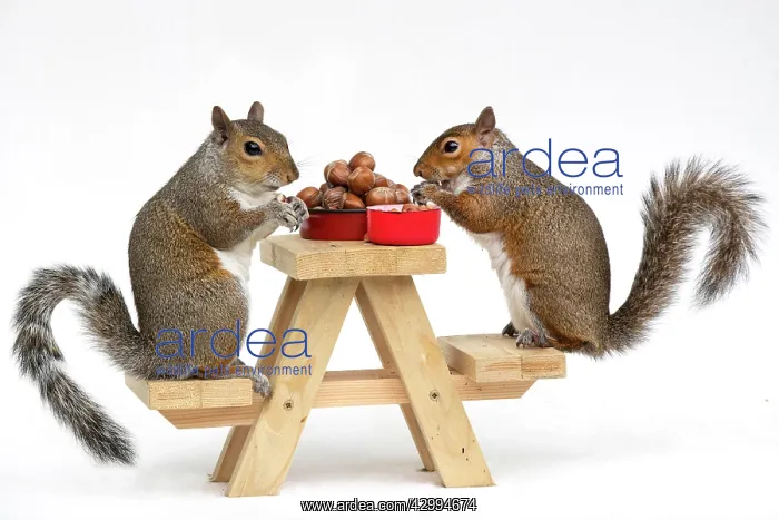 : Two Grey Squirrels, on a little picnic bench eating : Two Grey Squirrels, on a little picnic bench eating