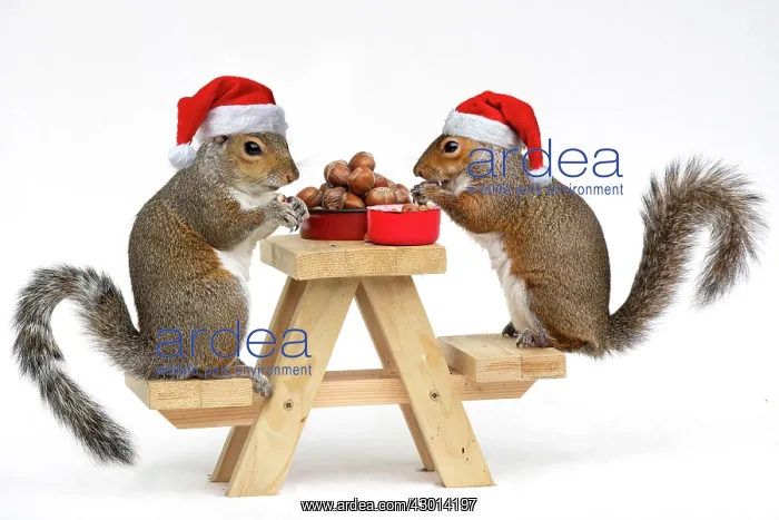 : Two Grey Squirrels, on a little picnic bench eating : Two Grey Squirrels, on a little picnic bench eating