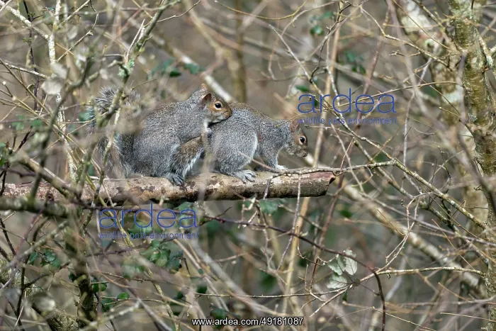  : Grey Squirrels - Mating Behaviour - UK