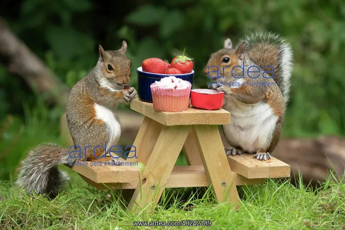 : Two Grey Squirrels on a mini picnic bench eating : Two Grey Squirrels on a mini picnic bench eating