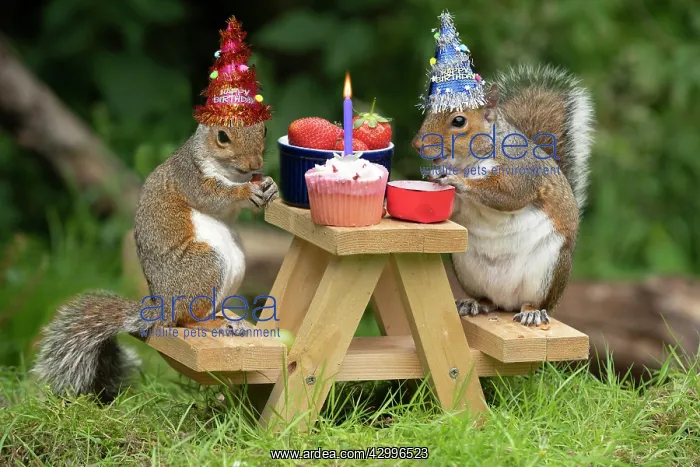 : Two Grey Squirrels on a mini picnic bench having : Two Grey Squirrels on a mini picnic bench having