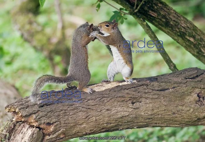 : Grey Squirrels standing upright having a fight on branch : Grey Squirrels standing upright having a fight on branch