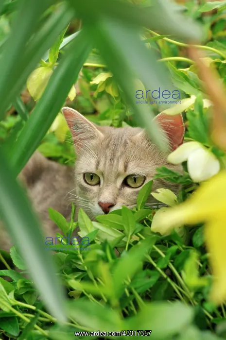 : Grey tabby cat hidden in a flower bed in the garden : Grey tabby cat hidden in a flower bed in the garden