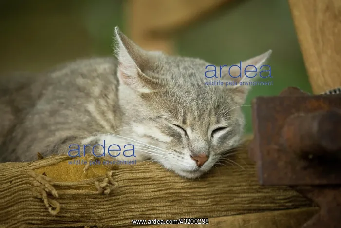 : Grey-tabby cat lying on a chair, asleep, Satteldorf : Grey-tabby cat lying on a chair, asleep, Satteldorf