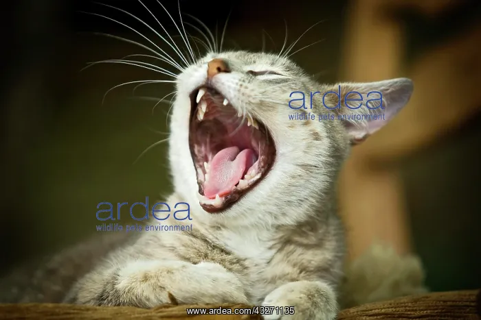 : Grey-tabby cat lying on a chair, yawning, Satteldorf : Grey-tabby cat lying on a chair, yawning, Satteldorf