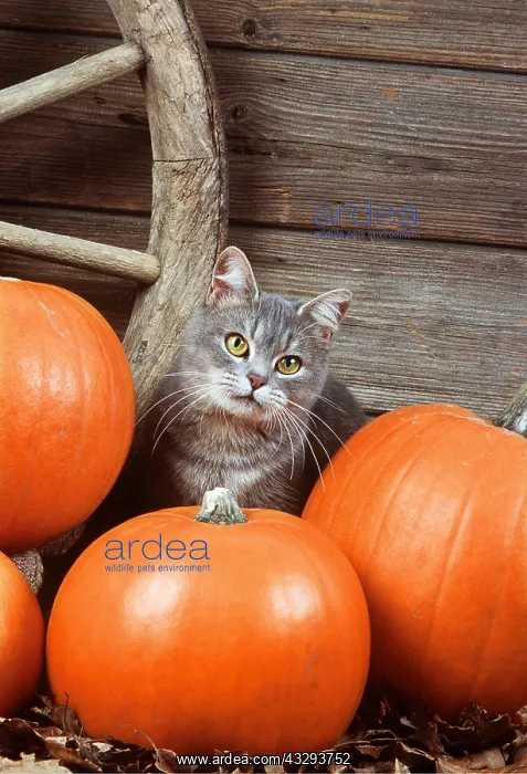 : Grey tabby CAT - With Pumpkins : Grey tabby CAT - With Pumpkins