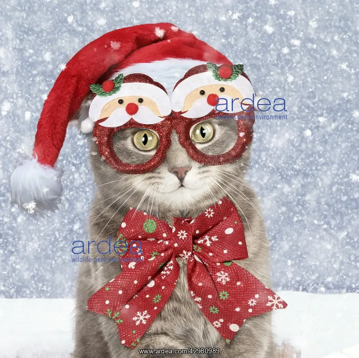 : Grey Tabby Cat, wearing Christmas hat, glasses : Grey Tabby Cat, wearing Christmas hat, glasses