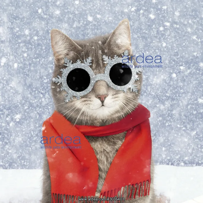 : Grey tabby cat, wearing Christmas scarf and snowflake : Grey tabby cat, wearing Christmas scarf and snowflake