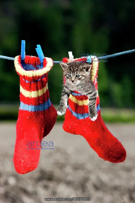 : Grey tabby kitten hanging in a woollen sock on a : Grey tabby kitten hanging in a woollen sock on a