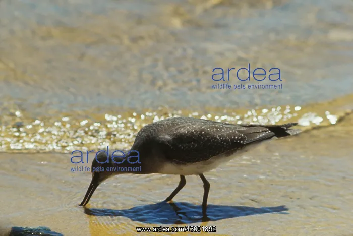 : Grey-tailed Tattler : Grey-tailed Tattler