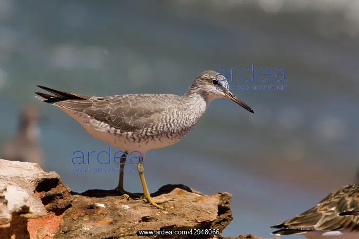: Grey-tailed Tattler in breeding plumage : Grey-tailed Tattler in breeding plumage