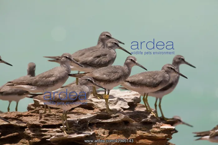 : Grey-tailed Tattler - flock - winter-plumaged birds : Grey-tailed Tattler - flock - winter-plumaged birds
