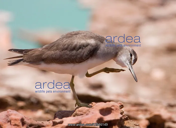 : Grey-tailed Tattler - head scratching a winter-plumaged : Grey-tailed Tattler - head scratching a winter-plumaged