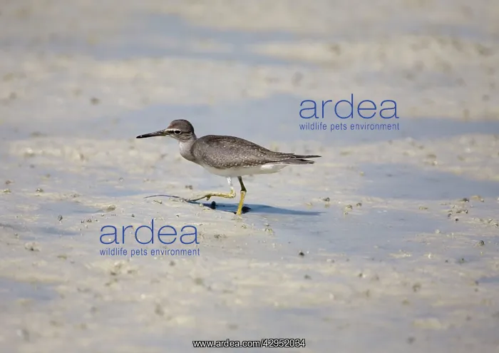 : Grey-tailed Tattler - peering sideways : Grey-tailed Tattler - peering sideways
