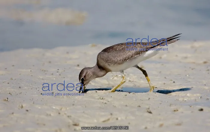 : Grey-tailed Tattler - probing in mud, winter-plumaged bird : Grey-tailed Tattler - probing in mud, winter-plumaged bird