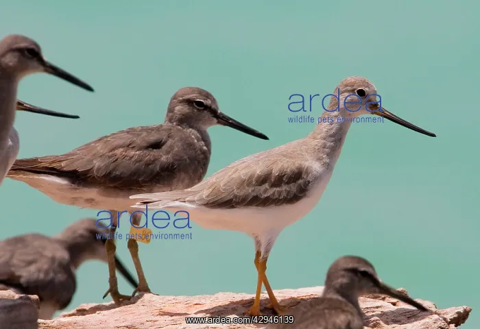 : Grey-tailed Tattler and Terek Sandpiper (Tringa : Grey-tailed Tattler and Terek Sandpiper (Tringa
