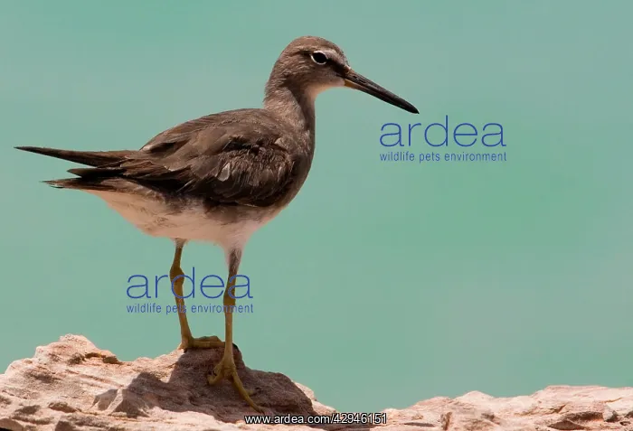 : Grey-tailed Tattler - a winter-plumaged bird : Grey-tailed Tattler - a winter-plumaged bird